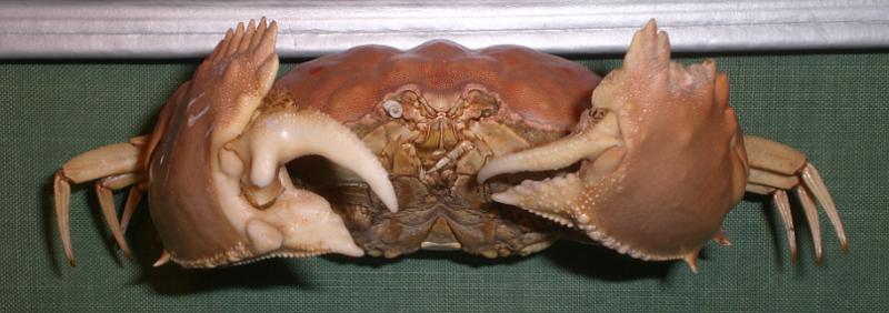 calappa quadrimaculata T.F.C. frontal view 1.bmp